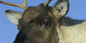 Reindeer escaped from the Christmas market