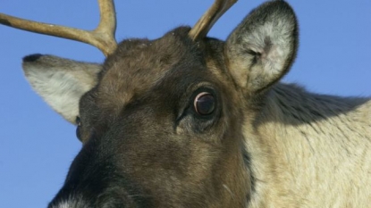 Reindeer escaped from the Christmas market