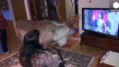 Reindeer loves to watch TV