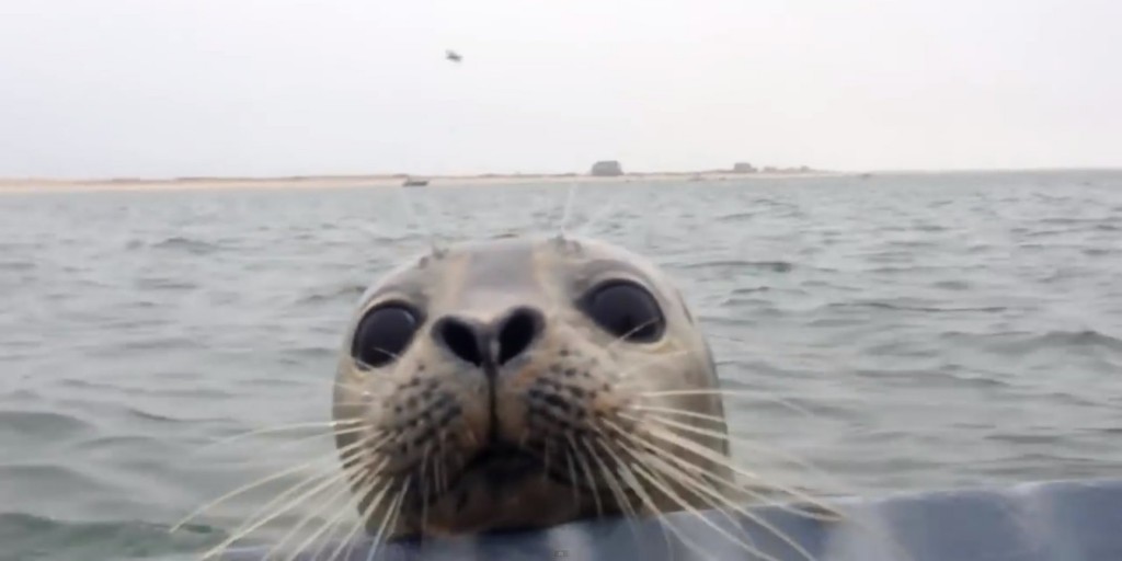 Seal expressing love to the hunters by attacking