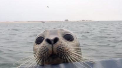 Seal expressing love to the hunters by attacking