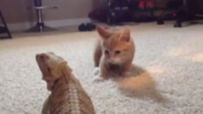 Watch an excited kitten who saw a lizard first time