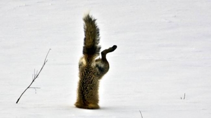 Watch how fox dives into snow to catch food