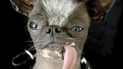 Worlds ugliest dog died at the age of eight