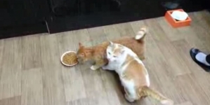 Watch this selfish cat who wants to eat all given food