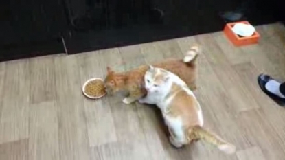 Watch this selfish cat who wants to eat all given food