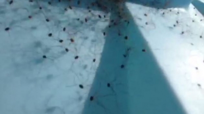 Watch terrifying spider invasion after a guy touched their home