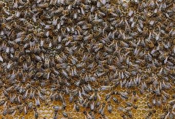 A hibernating bees hive is been stolen from the community garden