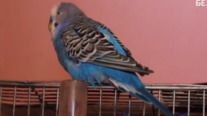 A parrot’s application was accepted by officials to stand in election