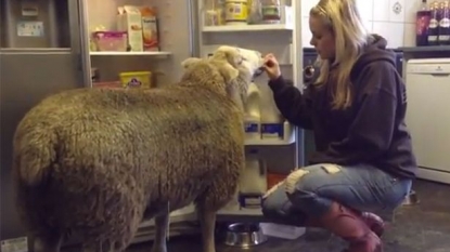 A sheep named ‘Roy’ behaves like a “dog”