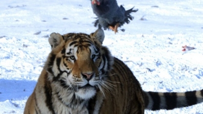 Watch this amazing tiger and chicken’s fight at Siberian Tiger Park