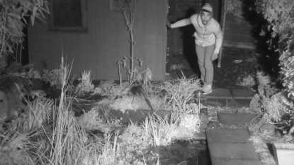 Burglar captured in CCTV that was been fixed for capturing scenes of nocturnal urban wildlife