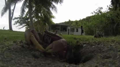 Watch this smallest burglar, tried to steal the GoPro camera