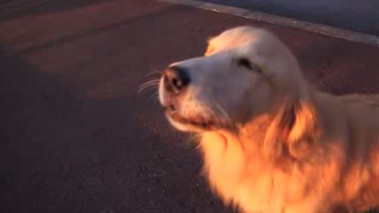 Watch hilarious video of dog imitating the siren’s sound