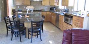 Watch a clever dog stealing chicken pieces from the oven in the absence of his owner