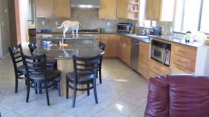 Watch a clever dog stealing chicken pieces from the oven in the absence of his owner