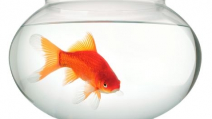 Sorry my tax return was late because my pet goldfish died