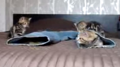 Adorable video of kittens playing with a jeans