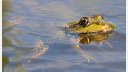 A frog harassed a man, called council for help