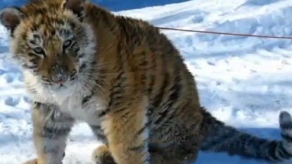 A man was charged for taking a tiger to the bar