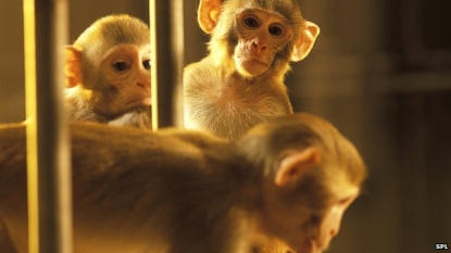 A monkey controls the movements of another monkey with his brain