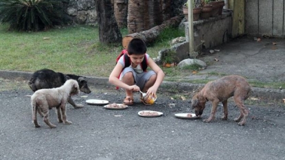 A son feeds starving stray dogs daily in his pastime