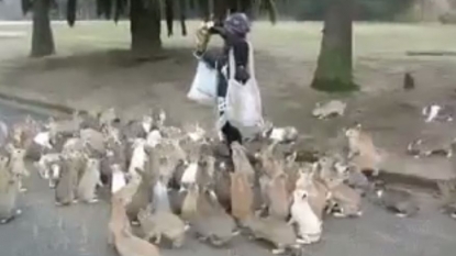 A woman is being chased by hundreds of rabbits on the street