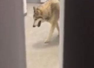 A wolf captured in camera by an athlete at Sochi’s Olympic Village