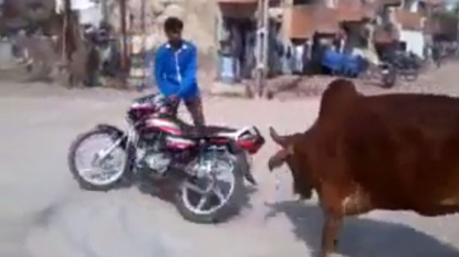 Cows chased the biker who performed trick on road