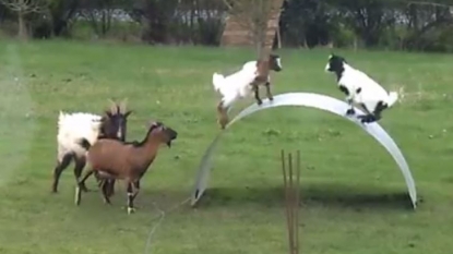 Goats got a bending steel seesaw to play with