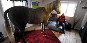 Horse refuses to move back after he once entered in the owner’s house