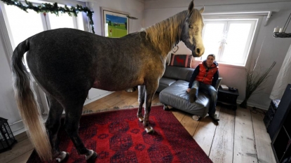 Horse refuses to move back after he once entered in the owner’s house