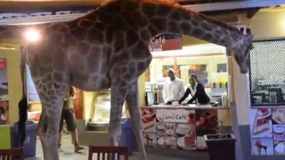 Hungry giraffe walked into restaurant in search of eating stuff