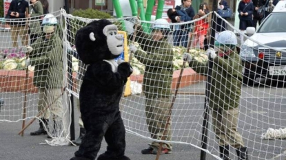 Japanese explains a new way for practicing to catch a gorilla safely