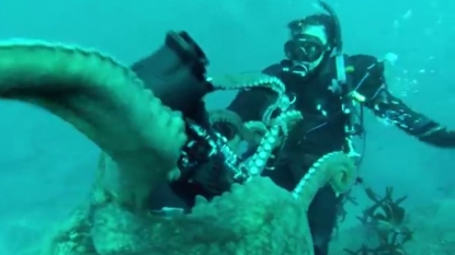 Octopus doesn’t want to get caught in camera