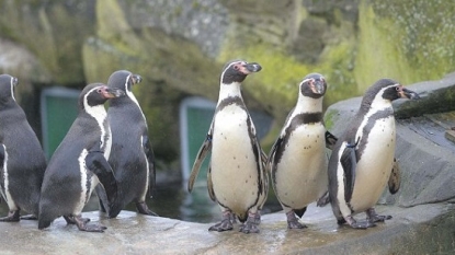 Penguins at the Sea Life Centre being given anti-depressants because of the bad weather