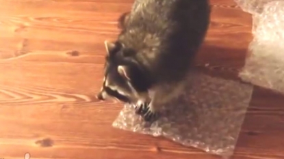 Raccoon caught on camera bursting some bubble wrap