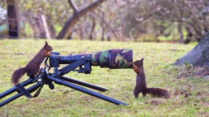 Squirrels wants to do photography, picture says