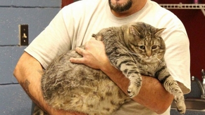 The biggest cat got new home after owner surrender him to the animal shelter