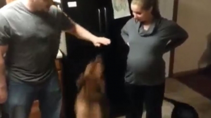 Dog is so protective that he don’t let anyone to touch the pregnant woman