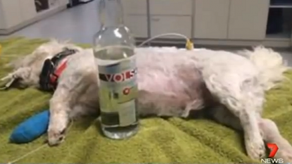 A dying dog was saved by feeding him vodka