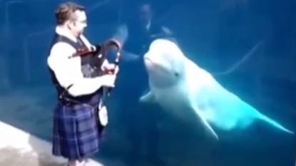 Adorable video of a white whale dancing on bagpipe music