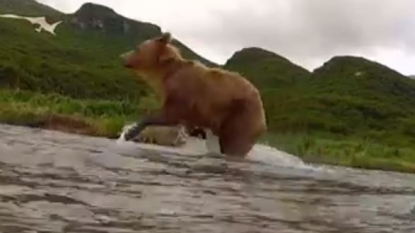 Adorable video of grizzly bear who tries to eat the GoPro camera