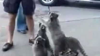 Not only humans, Raccoons also loves to eat ice cream