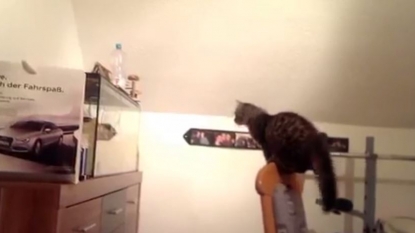 Cat desperate for fish jumped on aquarium but failed