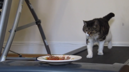 Cat tries very hard to get food but failed