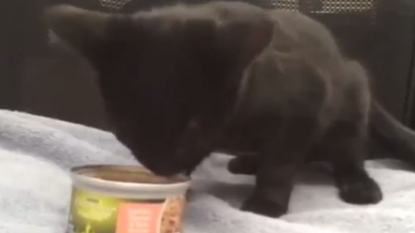 Cat who gobbles amazingly is up for adoption