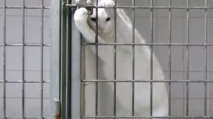 Cheeky cat knows how to free himself from the locked cage