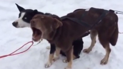 Dog found a new way to ignore what he wants to