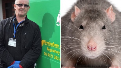 Giant rats are the new big problem of the city